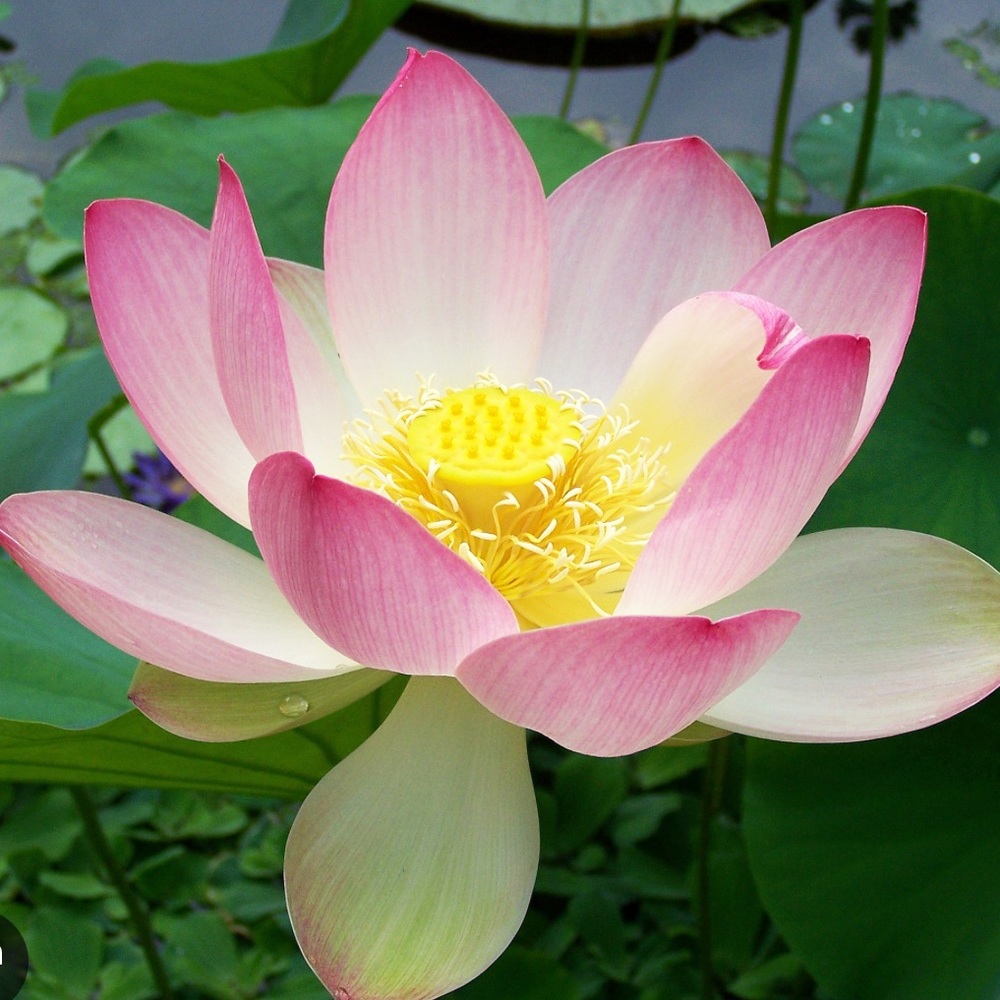 Meet your Posher, Van